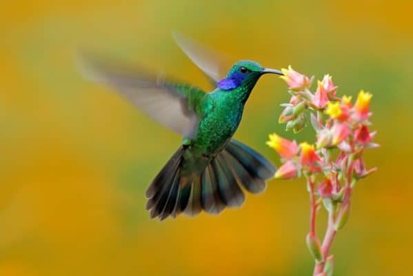 Oiseau La Vraie Signification Spirituelle Ses 9 Interprétations