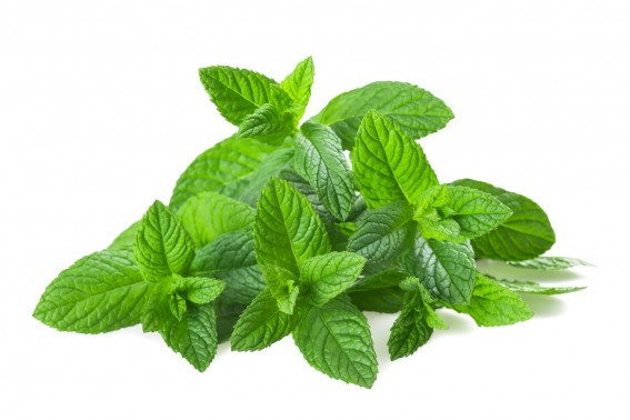 Fresh mint isolated on white background