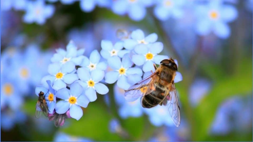 Abeille La Vraie Signification Spirituelle Interpr Tations