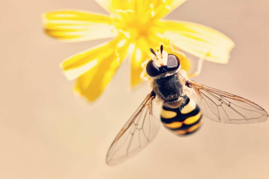 Abeille La Vraie Signification Spirituelle Interpr Tations