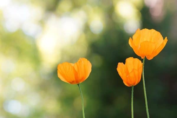 La Vraie Signification Spirituelle du Coquelicot Ses 8 Interprétations