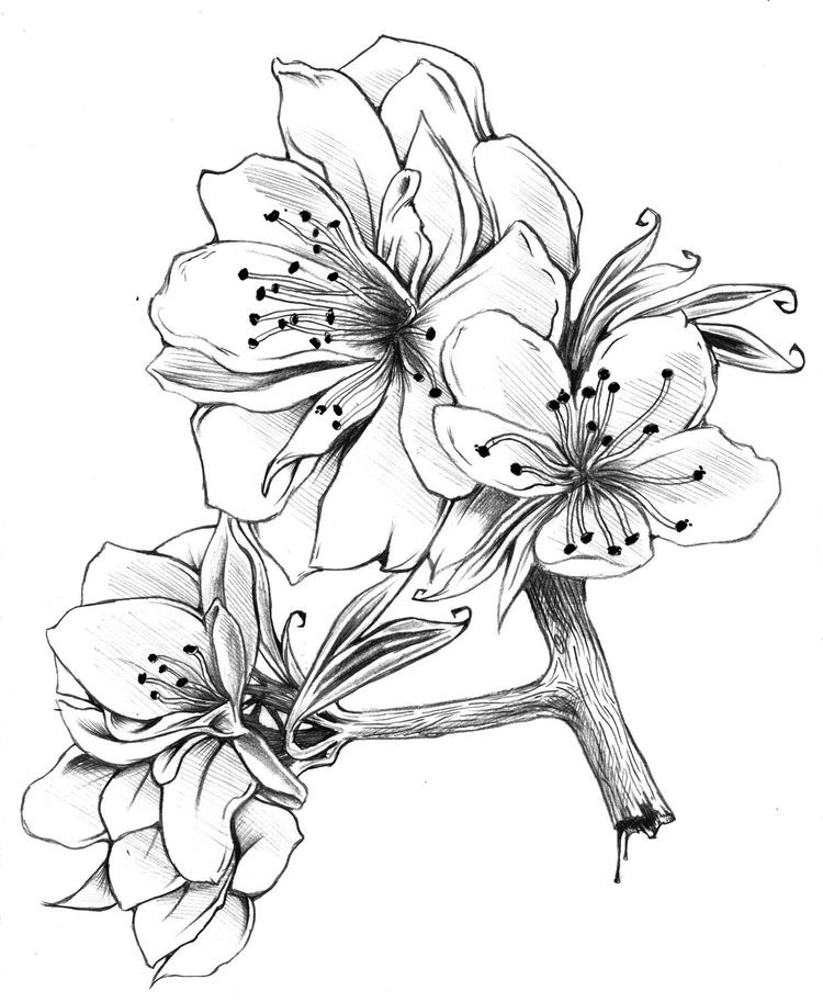 25 idées de dessin de fleurs pour s'inspirer 15