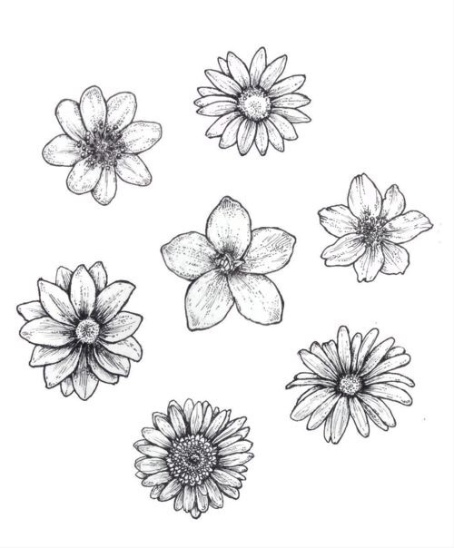25 idées de dessin de fleurs pour s'inspirer 21