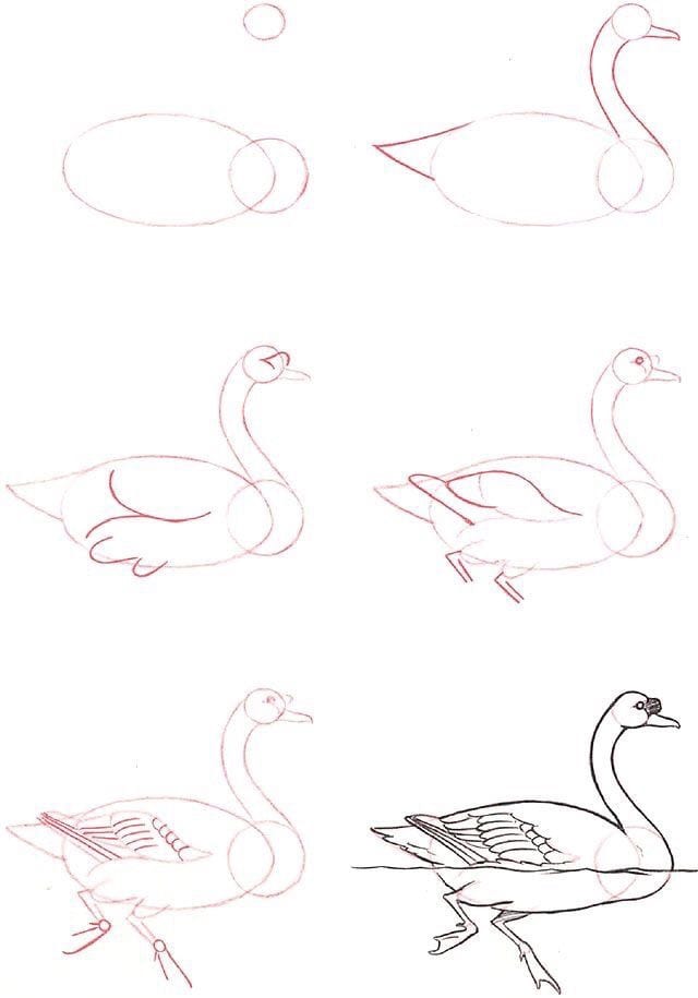 59 tutos pour apprendre à dessiner des animaux 34