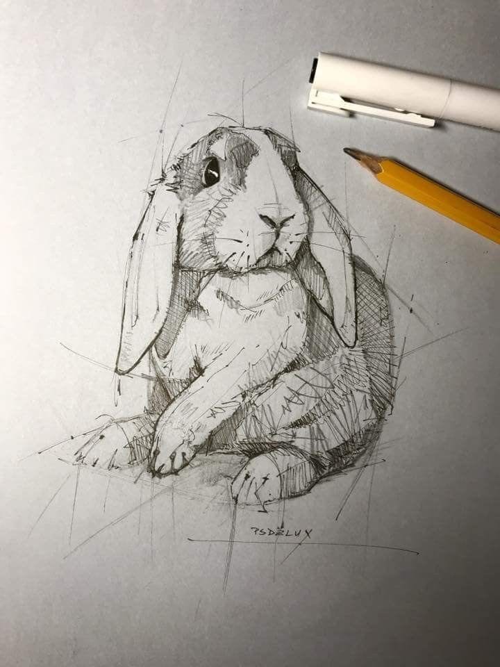 59 tutos pour apprendre à dessiner des animaux 41