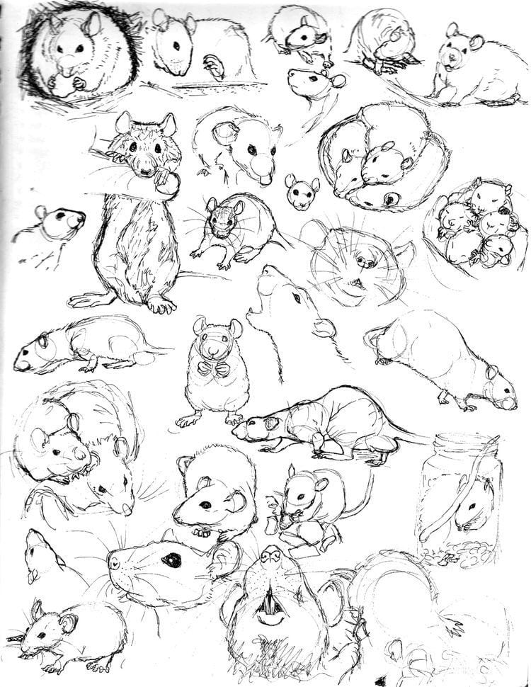 59 tutos pour apprendre à dessiner des animaux 42