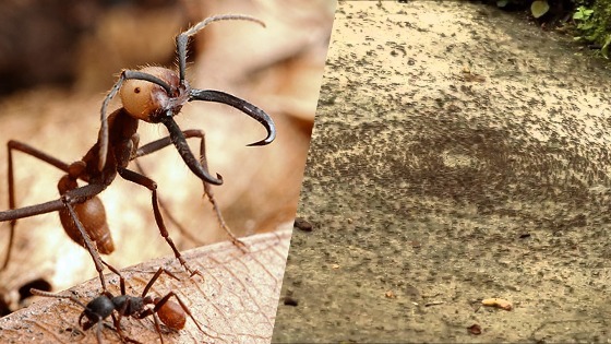 Détruire un nid de fourmis : Nos 5 astuces hyper simples 2