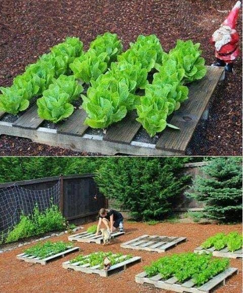 100 top idées pour faire un jardin potager 2