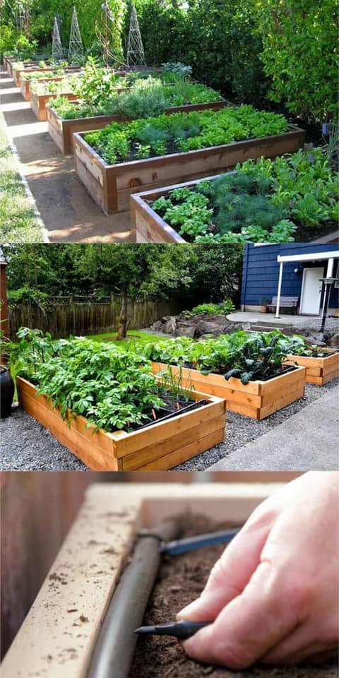 100 top idées pour faire un jardin potager 8