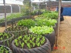 100 top idées pour faire un jardin potager 89