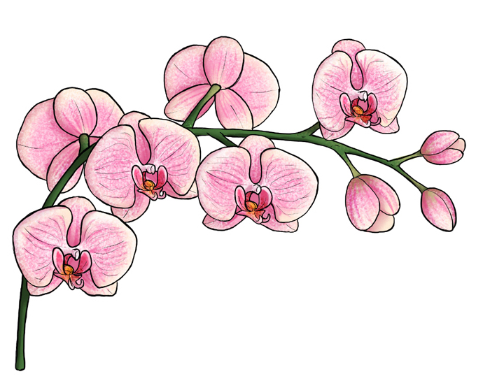 100 top idées & tutos de dessins de fleurs : pour apprendre à dessiner des fleurs 35