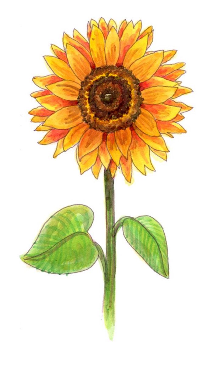 100 top idées & tutos de dessins de fleurs : pour apprendre à dessiner des fleurs 65