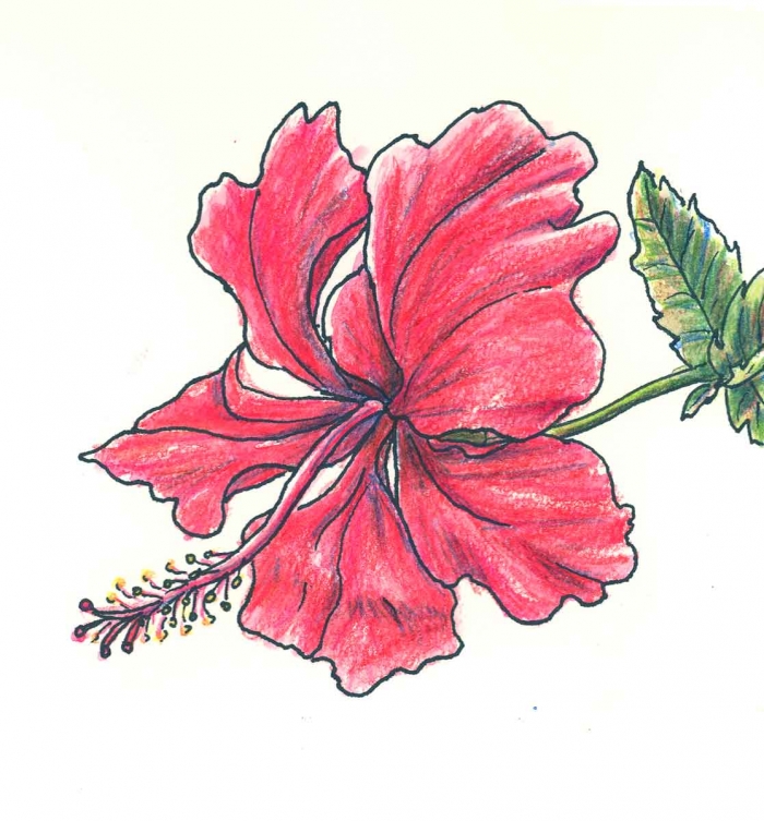 100 top idées & tutos de dessins de fleurs : pour apprendre à dessiner des fleurs 86