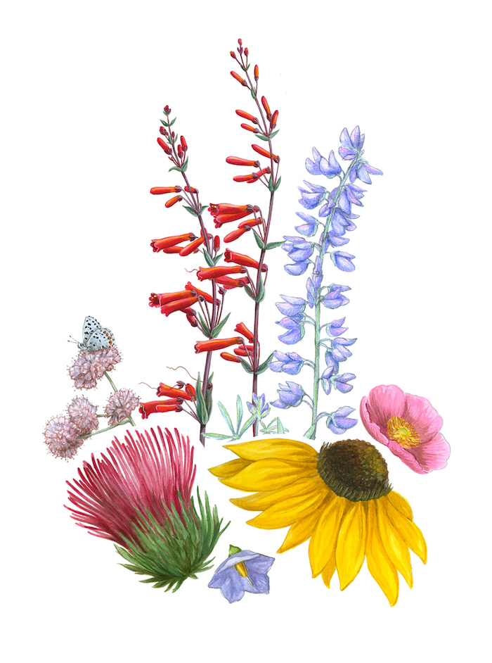 100 top idées & tutos de dessins de fleurs : pour apprendre à dessiner des fleurs 92