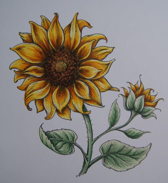 100 top idées & tutos de dessins de fleurs : pour apprendre à dessiner des fleurs 98