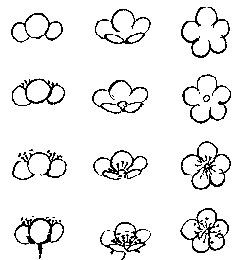 100 top idées & tutos de dessins de fleurs : pour apprendre à dessiner des fleurs 109