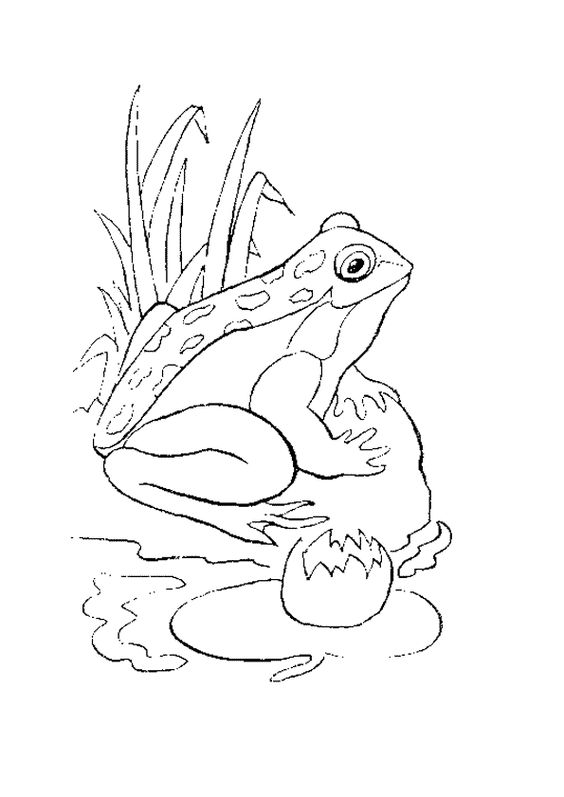23 top idées de dessins grenouilles & coloriages 6