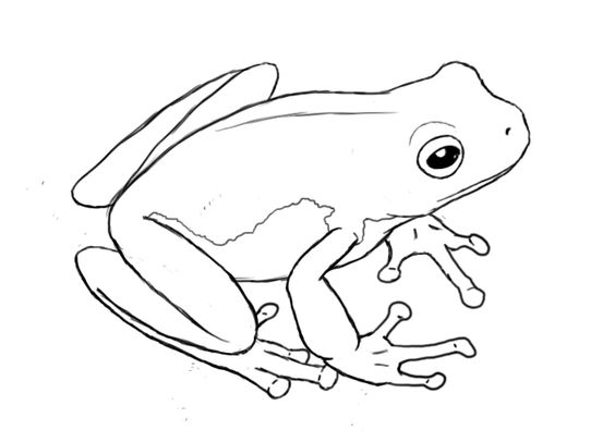 23 top idées de dessins grenouilles & coloriages 8