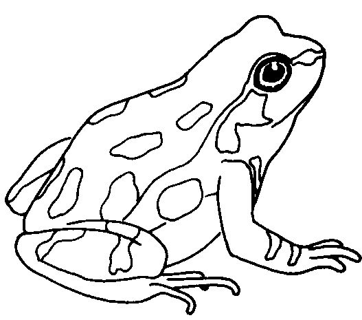 23 top idées de dessins grenouilles & coloriages 17