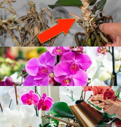 Vous ne lancerez plus jamais de vieilles orchidées après avoir vu cette astuce 4