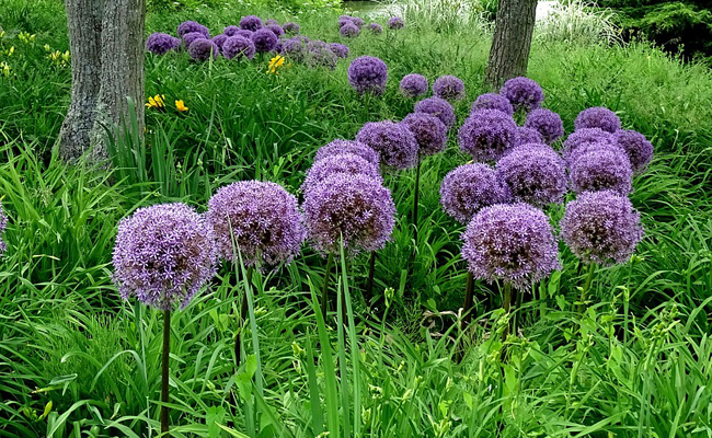 Les essentiels pour faire de votre jardin un coin de paradis 8