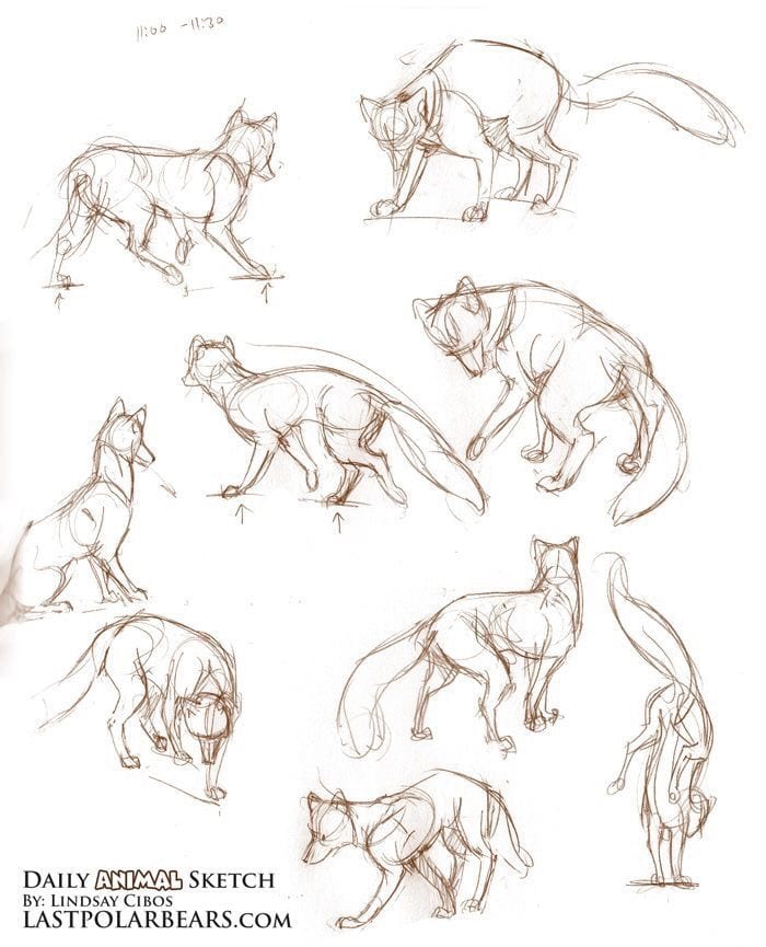 59 tutos pour apprendre à dessiner des animaux 2