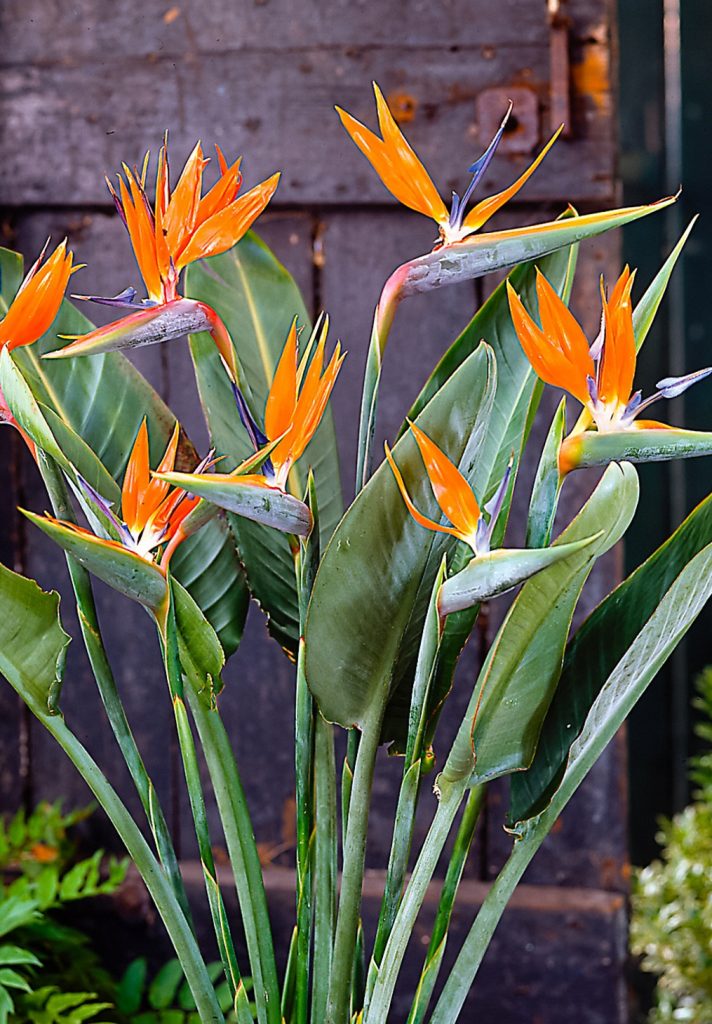 3 idées de plantes ornementales d'une beauté unique qui changeront le visage de votre jardin 1