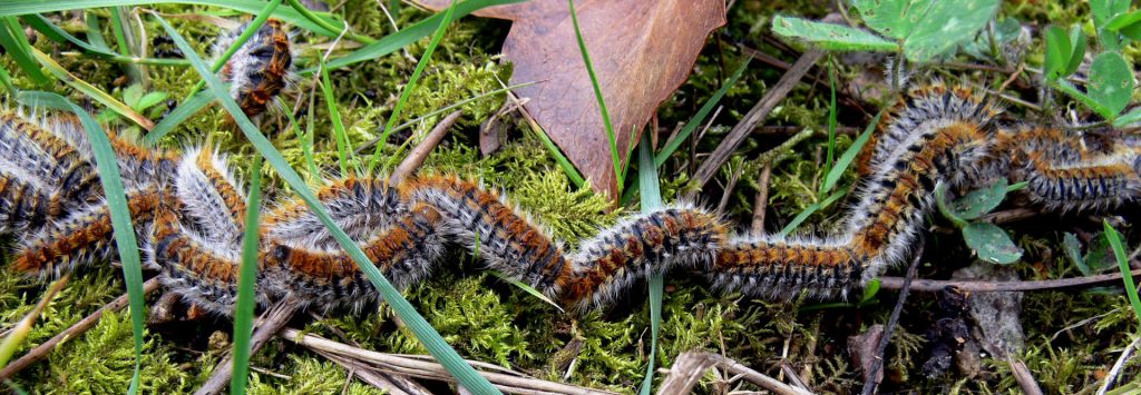 Se débarrasser des chenilles naturellement : 6 Solutions 1