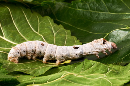 Se débarrasser des chenilles naturellement : 6 Solutions 2