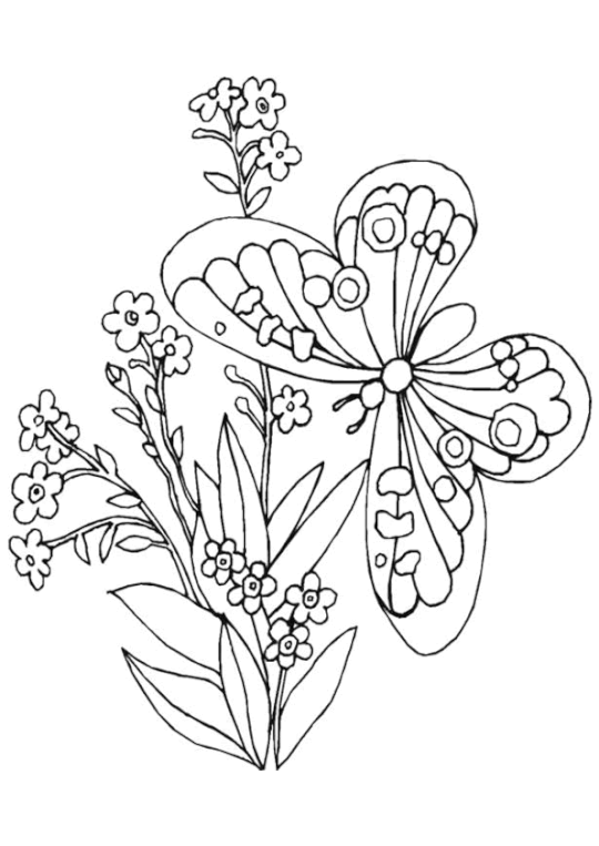 Coloriage Papillon : 32 Dessins De Papillon à Imprimer et à Colorier 11