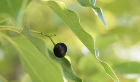 8 Astuces pour enlever une tache d'eau sur du bois 3