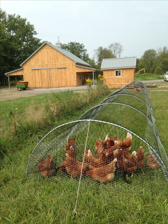 100 top idées de poulaillers pour la prise en charge de vos poulets 12