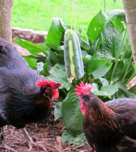 100 top idées de poulaillers pour la prise en charge de vos poulets 117