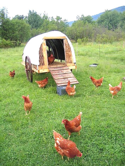 100 top idées de poulaillers pour la prise en charge de vos poulets 119