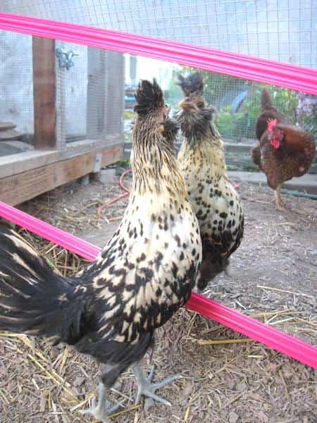 100 top idées de poulaillers pour la prise en charge de vos poulets 120