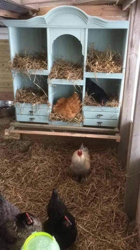 100 top idées de poulaillers pour la prise en charge de vos poulets 124