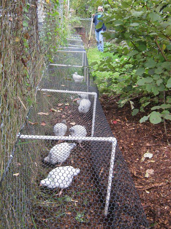 100 top idées de poulaillers pour la prise en charge de vos poulets 13