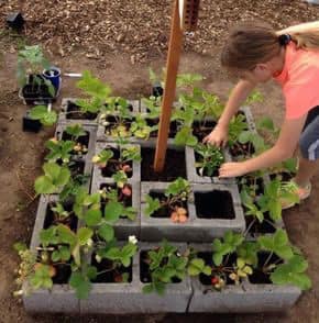 100 top idées pour faire un jardin potager 15