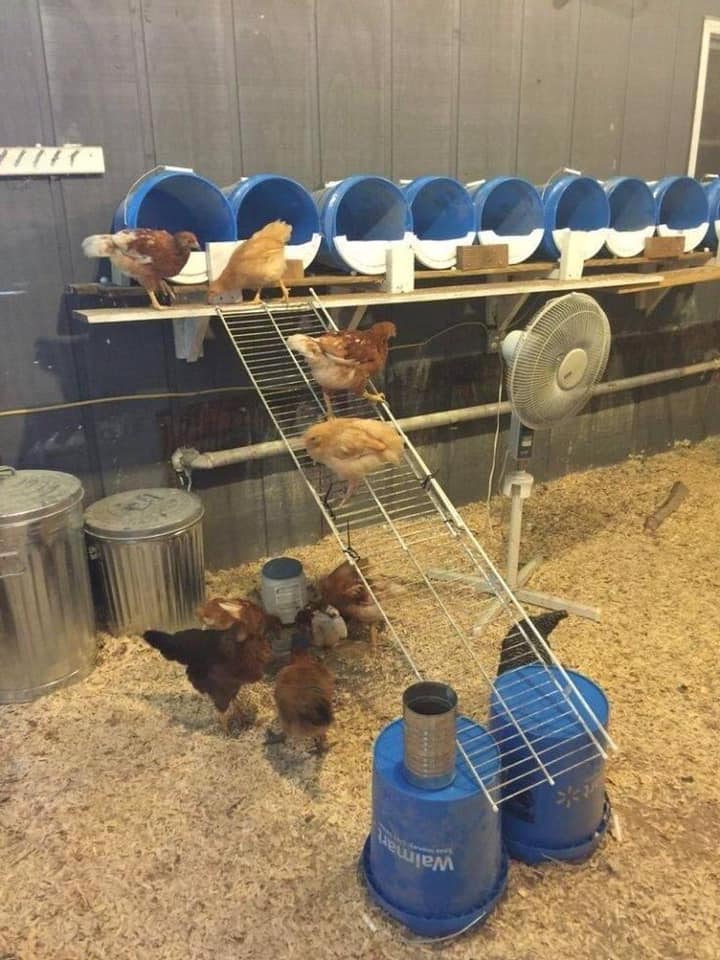 100 top idées de poulaillers pour la prise en charge de vos poulets 20