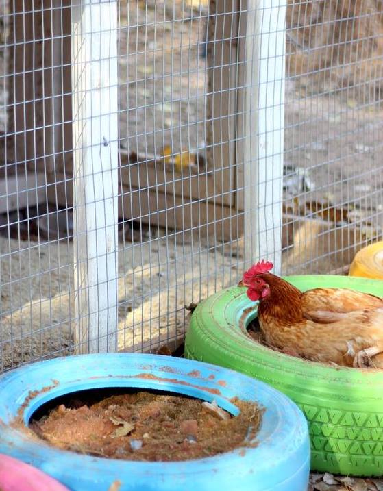 100 top idées de poulaillers pour la prise en charge de vos poulets 21