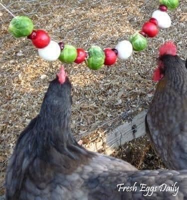 100 top idées de poulaillers pour la prise en charge de vos poulets 30