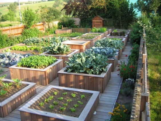 29 idées & astuces pour réussir son premier carré potager 3