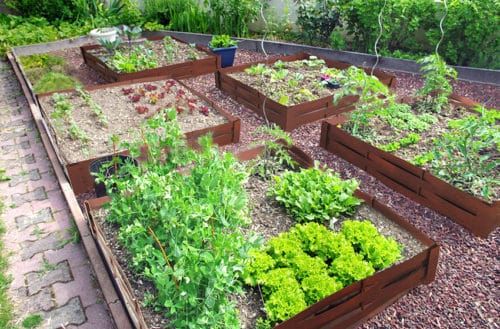 29 idées & astuces pour réussir son premier carré potager 9