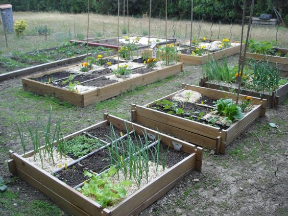 29 idées & astuces pour réussir son premier carré potager 10