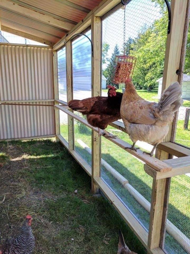 100 top idées de poulaillers pour la prise en charge de vos poulets 39