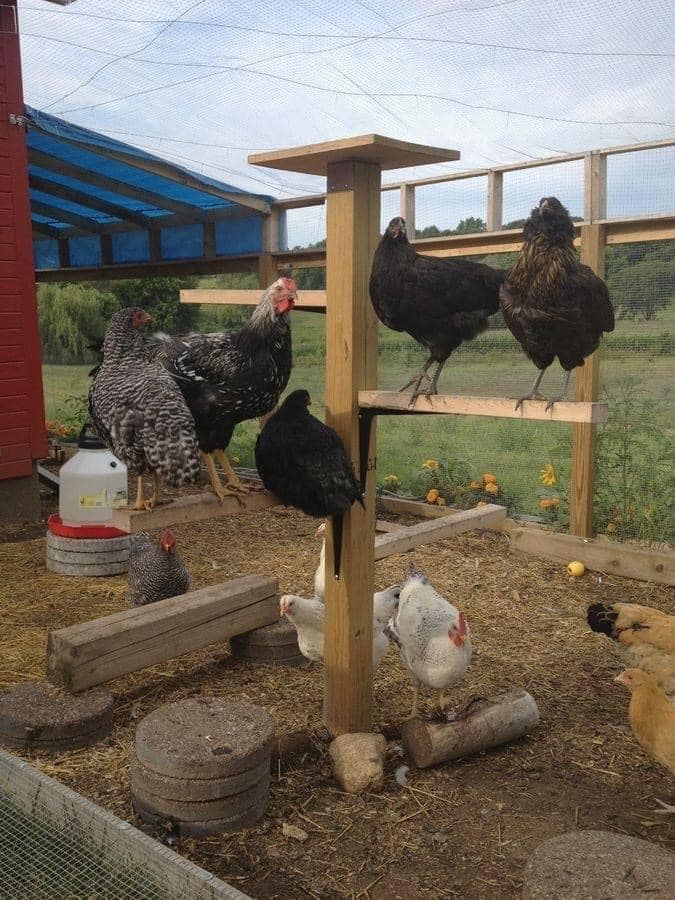 100 top idées de poulaillers pour la prise en charge de vos poulets 40