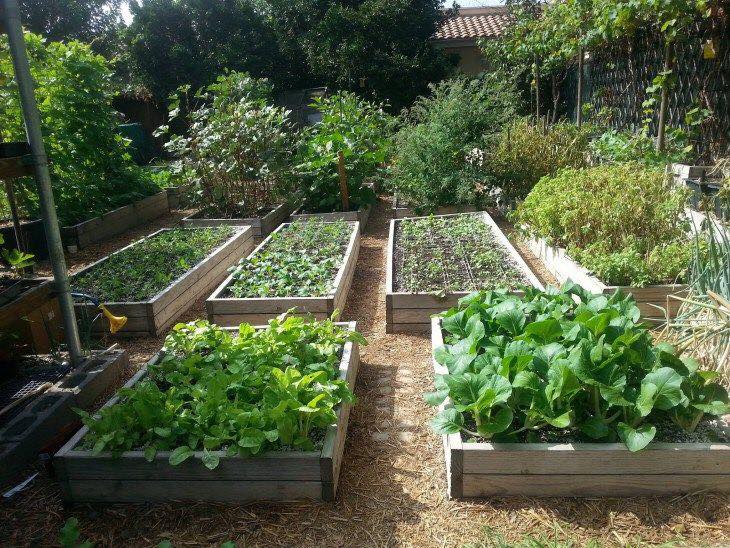 100 top idées pour faire un jardin potager 37
