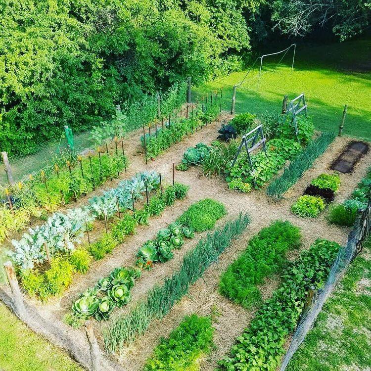 100 top idées pour faire un jardin potager 44