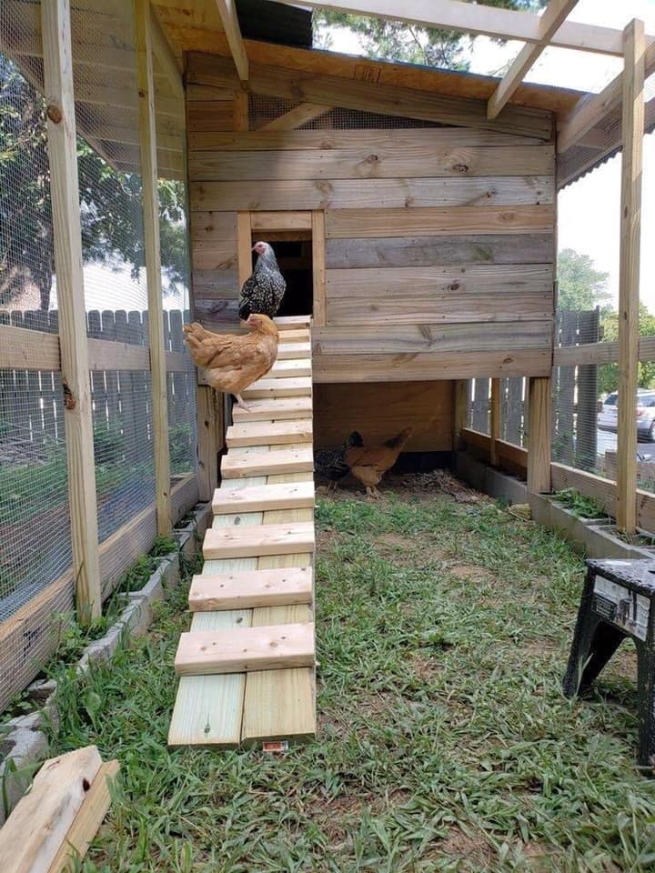 100 top idées de poulaillers pour la prise en charge de vos poulets 55