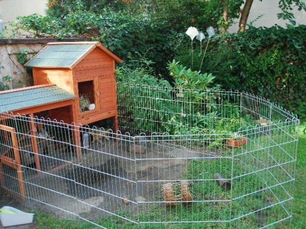 100 top idées de poulaillers pour la prise en charge de vos poulets 65